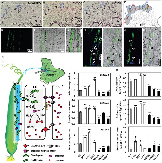 CsSWEET7a collaborates with other sugar metabolic enzymes in sugar unloading and allocation in phloem tissues of cucumber fruit. A-C, Immunohistochemical co-localization of CsSWEET7a (A), and alkaline α-galactosidase 1 (CsAGA1) (B) and alkaline α-galactosidase 2 (CsAGA2) (C) in the phloem of cucumber peduncle. Consecutive cross sections with alkaline phosphatase (AP) as secondary antibody. The consecutive sections came from the same wax-embedded sample and were incubated with different primary antibodies. Blue arrows with the same number indicate the same cell. D, Schematic diagrams showing representative phloem cell images from regions marked with squares in (A, B and C). The red and green color indicate SWEET7a and α-galactosidase localization, respectively. Both exist in companion cells. E-K, Immunohistochemical localization of CsAGA1 in the peduncle VB (E-G), and CsAGA2 in the phloem of peduncle VB (H and I) and fruit MVB (J and K). Longitudinal sections with fluorescein isothiocyanate (FITC) as secondary antibody. The sieve plate (SP) emits blue fluorescence due to aniline blue staining in (H to K). L, Expression levels of genes encoding alkaline α-galactosidase (CsAGA1 and CsAGA2) and sucrose synthase (CsSUS4) in fruit phloem region of wild type (WT) and transgenic lines. M, Enzyme activities of AGA, SUS, and neutral/alkaline invertase (cytosol invertase, CINV) in fruit of WT and transgenic lines. N, Model of CsSWEET7a function in fruit phloem unloading. Sugar (mostly stachyose and raffinose with a small amount of sucrose) synthesized in source leaves is transported to and unloaded in sink organs, like fruit. Some of the stachyose and raffinose are hydrolyzed to sucrose by α-galactosidase (α-Gal) in the release phloem of the peduncle, gynophore and fruit MVB, and then may be broken down into hexoses by SUS or INV in companion cells. CsSWEET7a, localized in companion cells, exports hexoses to the apoplasmic space. Cell wall acid invertase (CWINV) would most likely break down sucrose into hexose in the cell wall space. The apoplasmic hexoses could be taken up or retrieved into phloem parenchyma cells (PPCs) by some hexose transporters (HTs). This process could be conducted to reduce the hexose level in apoplasmic space and to facilitate sugar unloading. There may exist a sucrose unloading pathway mediated by an unidentified sucrose exporter and importer (purple square). Abbreviation: VB, vascular bundle; MVB, main vascular bundle; Xy, xylem; EP, external phloem; SE, sieve element; CC, companion cell; PPC, phloem parenchyma cell; UDPG, UDP-Glucose. Gene IDs: CsAGA1 (Csa4G631570), CsAGA2 (Csa4G167980), CsSUS4 (Csa5G322500). Mean values ± SE of three independent biological replicates are given. Significance compared to WT was determined by Student’s t test at P < 0.05, **P < 0.01, and ***P < 0.001.