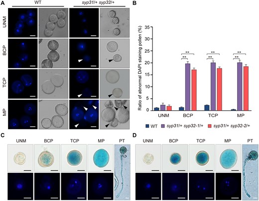 syp31 syp32 pollen is arrested during the transition from the microspore stage to the bicellular stage. A, UNM, BCP, TCP, and MP pollen from WT and syp31/+ syp32/+ anthers were analyzed by DAPI staining. Arrowheads indicate the abnormally stained pollen. B, Statistical analysis of DAPI-stained pollen at different developmental stages (n > 500 pollen from three individual plants was analyzed for each line). Values represent the means SD, **P < 0.01 by two-tailed Student’s t test. C and D, Expression pattern of SYP31 (C) and SYP32 (D) in UNM, BCP, TCP, and MP and pollen tubes (PTs). Nineteen of 22 pSYP31:GUS and 20 of 30 pSYP32:GUS transgenic lines displayed a similar staining pattern. GUS-positive pollen was stained with DAPI before observation. Bars = 10 μm in (A), (C), and (D).