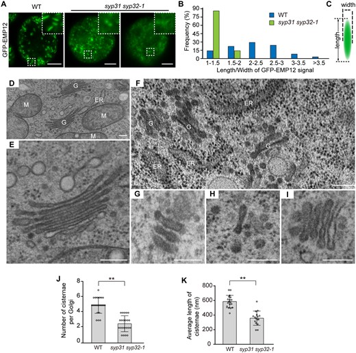 Golgi stack integrity is impaired in syp31 syp32-1 pollen. A, Confocal images of WT and syp31 syp32-1 BCP expressing pUbiquitin10:GFP-EMP12. Insets are 3× magnified images of the selected areas. B, The distribution of the Golgi length/width ratio in BCP. More than 200 Golgi bodies were counted in five WT and syp31 syp32-1 pollens. C, Schematic diagram showing the length and the width of a Golgi body. D–I, TEM images of WT pollen (D and E), syp31 syp32-1 BCP (F–H), and syp31 syp32-1 unicellular pollen (I). G, Golgi apparatus; M, mitochondria. J–K, Statistical analysis of Golgi abnormalities in syp31 syp32-1 BCP. n = 22 Golgi bodies counted for each genotype in (J). n = 18 (WT), n = 16 (syp31 syp32-1) Golgi bodies were counted in (K). Values represent the means SD, **P < 0.01 by two-tailed Student’s t test. Bars = 5 μm in (A), 200 nm in (D–I).