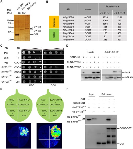 SYP31 and SYP32 interacted with COG3. A, Silver-stained SDS-PAGE gel of TAP-purified GS-GFP, GS-SYP31, and GS-SYP32 elutions. B, Abridged list of proteins that copurified with GS-SYP31 and GS-SYP32 identified by LC-MS/MS. The Mascot protein score is shown. C, SYP31 and SYP32 interacted with COG3 in a Y2H assay. BD-p53 + AD-T served as a positive control. BD-Lam + AD-T, AD-COG3 + BD, BD-SYP31ΔTM/SYP32ΔTM + AD served as negative controls. Columns in each panel represent serial decimal dilutions. DDO, double dropout medium (-Trp –Leu); QDO, quadruple drop out (-Trp –Leu –Ade -His). D, SYP31 and SYP32 co-immunoprecipitated with COG3 in vivo. Lysates of N. benthamiana leaves were tested for protein expression (left panel). The immunoprecipitates were detected using rabbit anti-HA or FLAG antibodies (right panel). E, SYP31 and SYP32 interacted with COG3 in an LCI assay. The Luc signal was captured using a low-light cooled charge-coupled device camera. F, SYP31 and SYP32 interacted with COG3 in a GST pull-down assay. Bound His-SYP31ΔTM or His-SYP32ΔTM was detected using mouse anti-His antibodies. The blot was stripped and reprobed with mouse anti-GST antibodies to ensure the quality and coupling of the bait proteins.