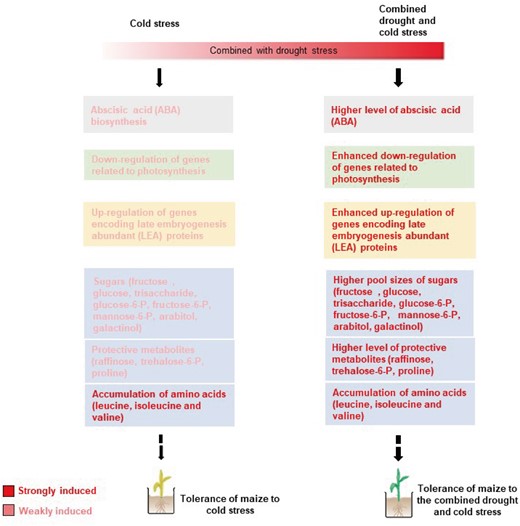 Schematic overview of different transcriptional and metabolic strategies employed by maize plants that contribute to tolerance to the combination of drought and cold stress, compared with cold stress alone. Stronger stress tolerance-related metabolic adjustments (blue boxes), ABA biosynthesis (gray box), photosynthetic acclimation (green box), and upregulation of genes encoding LEA proteins (yellow box) were activated in maize plants in response to the combined drought and cold stress, compared with cold stress alone. Highlighted words, strongly induced regulation; thick and thin arrows, strong and weak induction of stress responses, respectively; broken-line arrows, gaps in the pathway.