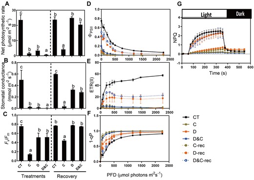 Effects of single and combined stresses on plant photosynthesis. A, Net photosynthesis rate. B, Stomatal conductance. C, Maximum efficiency of photosystem II (Fv/Fm). D, Quantum yield of photosystem II (ΦPSII). E, ETR. F, Redox state of the QA electron acceptor of PSII (1 − qP). G, Kinetics of NPQ induction. The data are means ± sd (n ≥ 10). Different letters indicate significant differences between treatments and control plants from Student’s unpaired two-tailed t test (P < 0.05). CT, control; C, cold; D, drought; and D&C, the combination of drought and cold.
