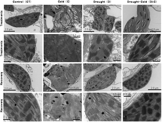 Unique ultrastructural features of chloroplasts from plants subjected to cold (C), drought (D), and combination (D&C) stresses, and recovery shown by TEM. Images were taken at different magnification levels. Scale bar = 2.0 or 0.5 µm (as labeled in each image).