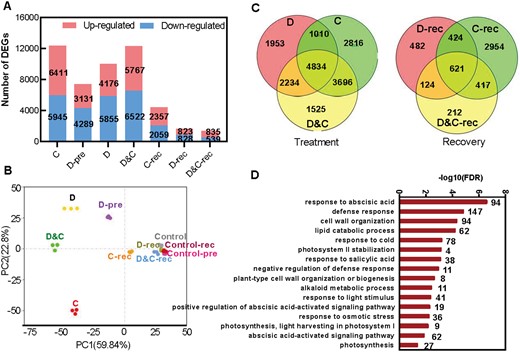 Global transcriptome responses of plant to single and combined stresses and recovery. A, The number of DEGs under different stresses and recovery. B, PCA showing the divergence of the respective transcriptomes in response to stresses and recovery. C, Venn diagrams showing the overlap among DEGs in each of the different treatments and recovery. D, GO annotation of common DEGs under drought (D), cold (C), and combination (D&C) stresses (numbers above each bar represent DEG numbers).