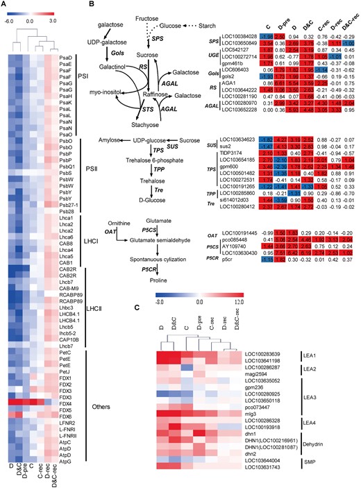 Photosynthetic, sugar biosynthetic genes, and LEA genes are regulated by cold (C), drought (D), and combination (D&C) stresses and recovery. A, The expression profile of transcripts involved in photosynthesis. The heatmap is clustering the log2 fold-change (log2(FC)) of each gene. B, DEGs in the synthesis of raffinose, trehalose, and proline. The value is the log2 fold-change (log2(FC)) of each gene. C, DEGs encoding LEA proteins. The value is the log2 fold-change (log2(FC)) of each gene. The colors of the boxes represent upregulated (red) and downregulated (blue) genes.