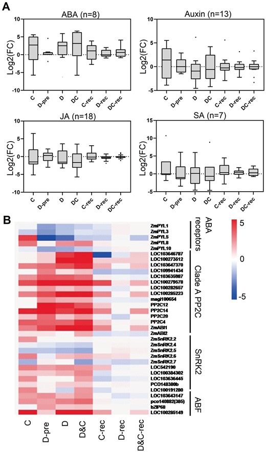 Hormone biosynthetic pathway genes are regulated by stresses and recovery. A, The boxplots show the expression profile of transcripts that are involved in hormone biosynthetic pathways under cold (C), drought (D), and combination (D&C) stresses and recovery. The y-axis is log2 fold-change (log2(FC)). B, The expression profile of transcripts involved in the ABA signaling pathway. The colors of the boxes represent upregulated (red) and downregulated (blue) genes, and the value is the log2 fold-change (log2(FC)) of each gene. Whiskers indicate the maximum and minimum values of the data, horizontal thick lines show the medians, boxes show the interquartile ranges (25th–75th percentiles of the data), and black dots indicate the outliers according to Tukey’s test.