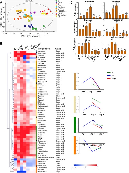 Metabolic profiling of maize plants subjected to cold (C), drought (D), and combination (D&C) stresses and recovery. A, PCA shows the divergence of the respective metabolomes in response to stresses and recovery. B, Identified metabolites were hierarchically clustered (Euclidean distance) based on their abundance relative to control samples and six clusters were generated. For Clusters 3–6, in order to better visualize any patterns of abundance changes in metabolites that constitute these clusters, the average abundance of metabolites was plotted. The colors of the boxes represent upregulated (red) and downregulated (blue) metabolites, and the value is the log2 fold-change (log2(FC)) of each metabolite. C, The profile of selected sugar metabolites which represent the response patterns of Cluster 3. The y-axis is fold change relative to corresponding control plants. The data are means of six replicates ± SE. Different letters indicate significant differences between treatments from Student’s unpaired two-tailed t test (P < 0.05).