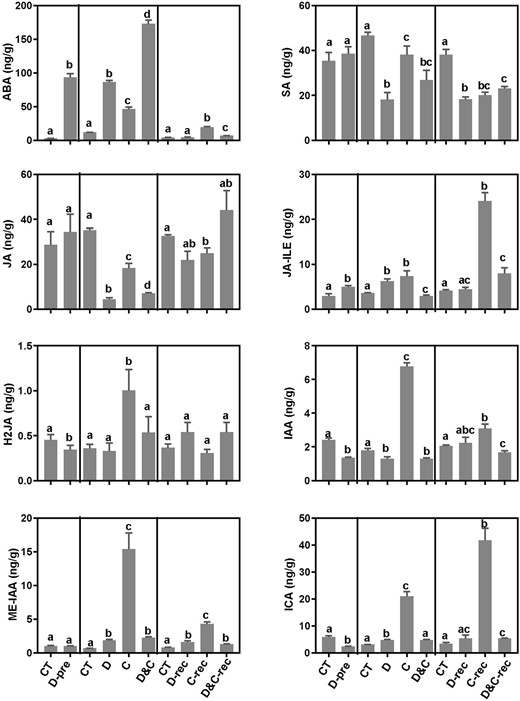 Phytohormone levels in maize plants subjected to cold (C), drought (D), and combination (D&C) stresses, and recovery. The data are means of three replicates ± sd. Different letters indicate significant differences between treatments and control plants from Student’s unpaired two-tailed t test (P < 0.05).