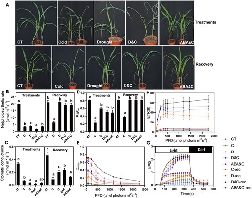 Effects of ABA pretreatment and sequential cold stress (ABA&C), single and combined stresses on plant photosynthesis. A, Shoot morphology. B, Net photosynthesis rate. C, Stomatal conductance. D, Maximum efficiency of photosystem II (Fv/Fm). E, Quantum yield of photosystem II (ΦPS II). F, ETR. G, Kinetics of NPQ induction. The data are means ± se (n ≥ 4). Different letters indicate significant differences between treatments and control plants from Student’s unpaired two-tailed t test (P < 0.05). CT, control; C, cold; D, drought; and D&C, the combination of drought and cold.