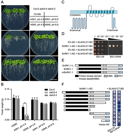 SnRK1.1 interacts with the C-terminal of SLAH3. A, slah3 mutants are hyper-sensitive to high-ammonium conditions. Col-0, slah3-3 and slah3-4 plants grown for 20 d under different culture conditions are presented. 5 mM NH4+, 1 mM NO3− (A5N1); 5 mM NH4+, 5 mM NO3− (A5N5). White scale = 2 cm. B, The statistical analyses of fresh weight on the plants presented in (A). Data are shown as means ± se, n = 3. Statistical analyses were performed by two-way ANOVA analysis with Dunnett’s multiple comparisons test. *P < 0.05; **P < 0.01. C, Predicted topology of the SLAH3 monomer. Cartoon of SLAH3 protein predicted by http://wlab.ethz.ch/protter/start/ is shown. Each circle represents an AA. SLAH3 contains 10 transmembrane helixes with both N-terminal and C-terminal in the cytoplasm. D, SnRK1.1 interacts with the C-terminal of SLAH3 but not the N-terminal of SLAH3. The growth of the yeast cells co-transformed with various combinations of the plasmids were analyzed on synthetic dropout medium lacking Leu and Trp (-L-W) and synthetic dropout medium lacking Leu, Trp, His, and adenine (-L-W-H-A). E, SnRK1.1 protein contains a serine/threonine kinase domain, an UBA domain, and a C-terminal kinase-related (KA1) domain. SnRK1.1-Long (L) (At3g01090.2) possesses additional 23 AAs at the N-terminal compared with SnRK1.1 (At3g01090.1). K48 substitution to M causes a kinase-dead mutant (mSnRK1.1) of SnRK1.1. F, The C-terminal of SnRK1.1 interacts with the C-terminal of SLAH3. The truncated fragments of SnRK1.1 were used to test interactions with the C-terminal of SLAH3 in yeast two-hybrid assay.