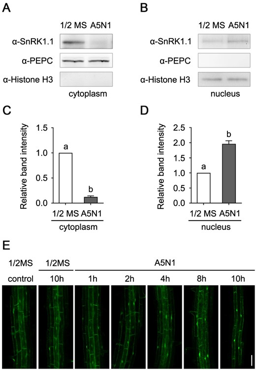 SnRK1.1 transfers from cytoplasm to nucleus under high-ammonium/low-pH conditions. A and B, The abundance of SnRK1.1 protein is decreased in cytoplasm (A) and increased in nucleus (B) under high-ammonium/low-pH condition. In Col-0 plants grown for 14 d in 1/2 MS and A5N1, pH 4.5 conditions, the protein contents in cytoplasm and nucleus were separated. SnRK1.1 protein abundance was analyzed by immunoblotting using an anti-SnRK1.1 antibody. Anti-PEPC and anti-Histone H3 antibodies were used to detect PEPC and Histone H3, marker proteins for cytoplasmic and nuclear sections, respectively. These assays were performed three times and showed similar results. C and D, The quantitative values of the band intensities of SnRK1.1. The ratios of SnRK1.1 to PEPC (C) and Histone H3 (D) were calculated. Data are shown as means ± se, n = 3. Statistical analyses were performed by one-way ANOVA with Tukey’s multiple comparisons test. Significant differences are indicated with different letters. P <0.05. E, Transient treatment of high-ammonium/low-pH conditions causes accumulation of SnRK1.1 in nucleus. The Col-0 plants expressing YFP-SnRK1.1 grown for 5 d in 1/2 MS were transferred to liquid 1/2 MS or liquid A5N1, pH 4.5 condition. Starting from 2 h, in the plants that were subjected to A5N1 condition, YFP-SnRK1.1 signal was clearly detected to be accumulated in nucleus. White scale = 50 μm.