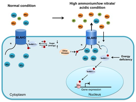 Hypothetical model for regulation of SLAH3 by SnRK1.1. Under normal condition, cytosol-localized SnRK1.1 interacts and phosphorylates the C-terminal of SLAH3 at S601 to inhibit SLAH3 activity. The negative regulation on SLAH3 by SnRK1.1 prevents nitrate loss. The activity of SnRK1.1 is regulated by energy homeostasis. In response to high-ammonium/low-pH stress, SnRK1.1 migrates to nucleus, which releases the inhibition on SLAH3 and leads to nitrate efflux. The accumulated nitrate in the rhizosphere contributes to the alleviation of ammonium toxicity. Severe energy deficiency strongly activates nucleus-localized SnRK1.1 that promotes the phosphorylation of the transcription factors regulating the expression of responsive genes.