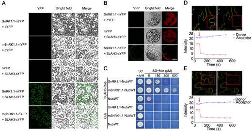 SnRK1.1 interacts with SLAH3 in vivo. A and B, SLAH3 interacts with SnRK1.1 and mSnRK1.1 in leaf cells of N. benthamiana. In a BiFC assay, SLAH3 associates with SnRK1.1 and mSnRK1.1 at the plasma membrane in transiently transformed epidermal cells (A) and isolated mesophyll protoplasts (B) of N. benthamiana. White scale = 20 µm. C, In the mbSUS assay, full-length SLAH3 interacts with SnRK1.1 and mSnRK1.1. D and E, Acceptor photobleaching method of FRET was used to detect the interaction of SLAH3 with SnRK1.1/mSnRK1.1. The prebleach and postbleach images expressing SLAH3-YFP and SnRK1.1-CFP (D)/mSnRK1.1-CFP (E) were acquired. Region characterized by red box was identified and photobleached. The red arrows represent the beginning of photobleaching. White scale = 20 µm.