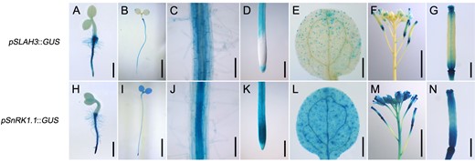 Histochemical analyses of SLAH3 and SnRK1.1. Different developmental stages and different tissues of transgenic plants harboring pSLAH3::GUS or pSnRK1.1::GUS were collected and stained. A and H, One-day-old seedlings (scale = 1 mm). B and I, Four-day-old seedlings (scale = 5 mm). C and J, The roots of 4-d-old seedlings (scale = 0.1 mm). D and K, The root tips of 4-d-old seedlings (scale = 0.2 mm). E and L, The cotyledons of 4-d-old seedlings (scale = 0.5 mm). F and M, The inflorescences of 5-week-old plants (scale = 5 mm). G and N, The carpels of 5-week-old plants (scale = 1 mm).