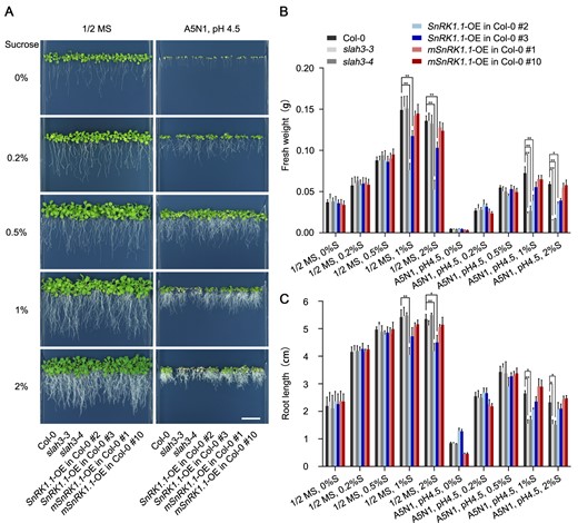 SnRK1.1 functions under high-ammonium/low-pH conditions. A, 20-d-old plants of Col-0, slah3, SnRK1.1-OE in Col-0 and mSnRK1.1-OE in Col-0 are presented under different concentrations of sucrose in 1/2 MS and A5N1, pH 4.5 media. White scale = 2 cm. B, The statistical analyses of fresh weight on the plants present in (A). Fresh weights of 5 seedlings per plate for each line were analyzed. Bars indicate se, n = 3. C, The statistical analyses of the root length on the plants present in (A). Root lengths of five seedlings per plate for each line were analyzed. Bars indicate SE, n = 3. Statistical analyses were performed by two-way ANOVA analysis with Dunnett’s multiple comparisons test. *P < 0.05; **P < 0.01. S, Sucrose.
