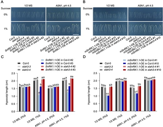 SLAH3 is required for SnRK1.1 to regulate hypocotyl growth in dark. A, The phenotypes of Col-0, slah3-4, SnRK1.1-OE lines cultivated for 8 d under different culture conditions in dark. White scale = 2 cm. B, The phenotypes of Col-0, slah3-4, and mSnRK1.1-OE lines cultivated for seven days under different culture conditions in the dark. White scale = 2 cm. C and D, The statistical analyses of hypocotyl length on the plants presented in (A) and (B). Data are shown as means ± se, n = 20. Statistical analyses were performed by two-way ANOVA analysis with Tukey’s multiple comparisons test. Significant differences are indicated with different letters. P <0.05. S, Sucrose.