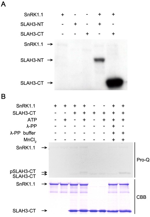 SnRK1.1 phosphorylates the C-terminal of SLAH3. A, SnRK1.1 strongly phosphorylates the C-terminal of SLAH3. The N/C-terminals of SLAH3 and SnRK1.1 were purified in E. coli cells. Kinase assay based on 32P-labeled ATP was performed followed by autoradiography. B, In vitro kinase assay with Pro-Q staining confirms the phosphorylation of the C-terminal of SLAH3 by SnRK1.1. SnRK1.1 causes band shifting of SLAH3-CT, which is abolished by the treatment of protein phosphatase (λ-PP). CBB staining is presented as loading control.