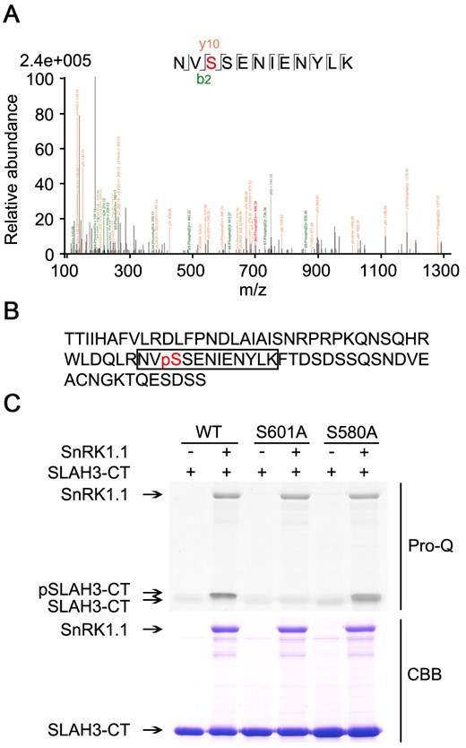 S601 is the only AA residue phosphorylated by SnRK1.1 at the C-terminal of SLAH3. A, LC–MS/MS was used to analyze the phosphorylated site of SLAH3 C-terminal after phosphorylation by SnRK1.1. S601 of SLAH3 was identified as the only site phosphorylated by SnRK1.1. B, The AA sequence of the C-terminal of SLAH3. The detected phosphorylated peptide is framed and the red-colored pS (S601) is the identified phosphorylation site. C, In vitro kinase assay confirms S601 as the sole phosphorylation site of SLAH3-CT by SnRK1.1. S580A substitution is a control. These assays were performed three times and showed similar results.