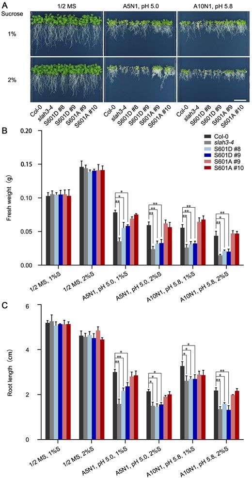 S601 of SLAH3 plays a role in regulating nitrate-dependent alleviation of ammonium toxicity. A, 20-d-old plants of Col-0, slah3-4 and slah3-4 complemented with different variants of SLAH3 sequences are presented under different culture conditions. The phospho-dead variant (S601A) and phospho-mimetic variant (S601D) were driven by its native promoter. White scale = 2 cm. B, The statistical analyses of fresh weight on the plants presented in (A). Fresh weights of five seedlings per plate for each line were analyzed. Bars indicate se, n = 3. C, The statistical analyses of main root length on the plants presented in (A). Root lengths of five seedlings per plate for each line were analyzed. Bars indicate se, n = 3. Statistical analyses were performed by two-way ANOVA analysis with Dunnett’s multiple comparisons test. *P < 0.05; **P < 0.01. S, Sucrose.