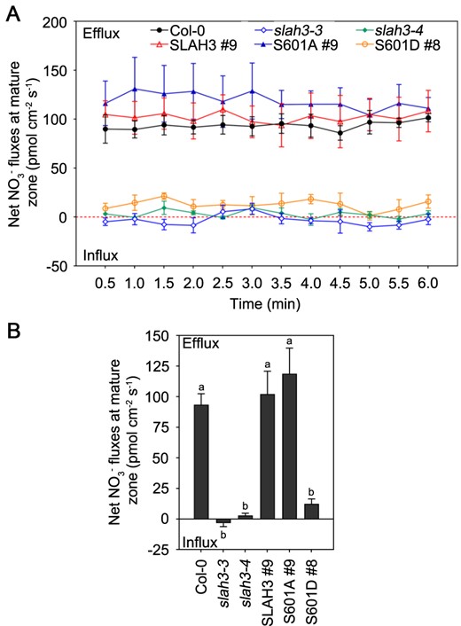 SLAH3 S601 influences the net NO3− fluxes at the maturation zone in primary roots under high-ammonium/low-pH condition. A, The net NO3− fluxes in Col-0, slah3-3, slah3-4, and complementary lines seedlings that were grown on 1/2 MS medium for eight days and transferred to high-NH4+ conditions (1 mM NO3−, 10 mM NH4+, pH 4.5) for 2 h were measured by NMT. The NO3− fluxes at the maturation zone next to root tip in primary roots of Arabidopsis were measured. Each point represents the mean ± se of three individual plants. B, Mean values of NO3− fluxes from (A) are presented. Data are shown as means ± se, n = 3. Statistical analyses were performed by one-way ANOVA with Tukey’s multiple comparisons test. Significant differences among all plants are indicated with different letters. P <0.05.