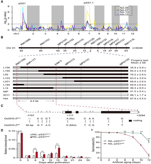 Map-based cloning of qSS1. A, QTL mapping of seed storability in the CSSLs under four natural storage and AA conditions. The x-axis represents bins along each numbered chromosome, which are separated by white and gray colors; the y-axis represents the −log10 (P-value) for the significant association. The dotted line indicates a threshold of P = 0.01 for the QTL declaration. Two major loci detected repeatedly are highlighted. B, Fine mapping of qSS1. Graphic genotypes of the recombinants are indicated with germination percentages by progeny test. The means ± standard error (n = 10) are provided, different letters denote significant differences at P < 0.05 according to LSD test. C, Schematic gene structure of OsGH3-2 showing relative positions of SNPs between NIP and 9311. Deleted nucleotides are depicted by dashes. The nonsynonymous SNP with the amino-acid change is indicated. D, Relative transcript levels of OsGH3-2 between NIL-qSS19311 and NIL-qSS1NIP developing seeds at indicated days after pollination. The data are relative to the geometric average of the two reference genes, and the means ± standard error (of three biological replicates) are provided. Asterisks indicate significant differences between NILs at P < 0.01 by Student’s t test. E, Germination assay of the seeds of NIL-qSS19311 and NIL-qSS1NIP under AA (88%RH, 43°C) on different days. Germination percentage is provided by the means ± standard error (of three biological replicates). Asterisks indicate significant differences (P < 0.01) between NILs by Student’s t test