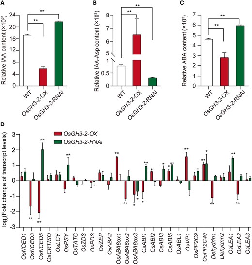 OsGH3-2 modulates IAA and ABA contents. IAA (A), IAA-Asp (B), and ABA (C) in the mature seeds of OsGH3-2 overexpression lines (OX), RNAi lines (RNAi), and wild-type (WT; n = 6). D, Fold change of relative transcript level of the key genes related to ABA biosynthesis, catabolism and signaling and LEAs proteins in the transgenic lines in developing seeds at 6 d after pollination. The transcript levels of each assayed gene are relative to the geometric average of the two reference genes. The error bars represent standard error (n = 8). Asterisks (*, **) indicate significant differences compared with WT at P < 0.05 and P < 0.01 by Student’s t test, respectively