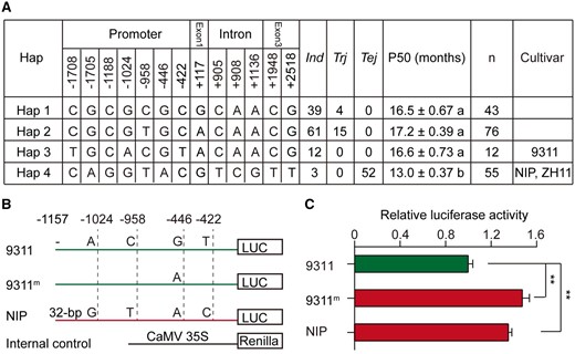 Differences in seed storability (P50) among haplotypes of OsGH3-2. A, Four haplotypes in a panel of rice germplasm. The positions of SNPs are indicated for the haplotype analysis. Ind, indica; Tej, temperate japonica; Trj, tropical japonica. n, number of varieties. The means ± standard error are given for each haplotype. The different letters denote significant differences according to LSD test at alpha = 0.05. B and C, Transient expression test of OsGH3-2 in rice protoplasts. B, Model of the tested promoter segments of 9311 and NIP in which the SNPs are indicated. 9311m represents the promoter with a mutated variant at SNP−446. C, Transcriptional activities of OsGH3-2 driven by the NIP, 9311 or 9311m promoter. The relative activity of firefly luciferase (LUC) to rLUC is given as the means ± standard error (n = 6). Renilla luciferase (rLUC) was introduced simultaneously as an internal control. Asterisks indicate significance at P < 0.01 by Student’s t test