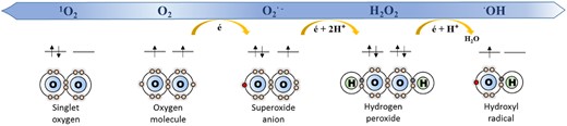 Sequential reduction of O2 and ROS production: superoxide (O2.−), hydrogen peroxide (H2O2), and hydroxyl (·OH) radicals.