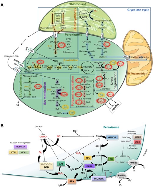Oxygen and nitrogen reactive species metabolism in peroxisomes. A, Principal peroxisomal metabolic pathways associated with peroxisomal ROS and NO production. ROS are produced in metabolic pathways such as β-oxidation, photorespiration, ureides metabolism, and polyamine oxidation, and in a small electron transport chain associated with the membrane (peroxisomal membrane proteins, PMP18 and PMP29; Figure 2B). NO is produced in peroxisomes by NOS-like (NOS-l) activity, although other sources, such as XOR, polyamine oxidation, and IBA metabolism, could also be involved. ROS, NO, and other RNS may leak out of the peroxisome (dashed arrows) and act as signal molecules that regulate cell metabolism and gene expression. B, Scheme of peroxisomal antioxidant defenses, RNS scavengers, and NAD(P)H supply. O2.− is regulated by SODs, while H2O2 is controlled by CAT, the ASC-GSH cycle, and GPx. Peroxynitrite (ONOO−) and GSNO are produced in peroxisomes by reaction of NO with O2.− and glutathione (GSH), respectively. GSNO can negatively regulate MDHAR and CAT through S-nitrosylation and nitration, and SOD may be regulated by nitration. SOD may indirectly control ONOO− by regulating O2.− levels. Uric acid acts as an ONOO− scavenger. NAD(P)H is supplied by the oxidative pentose phosphate pathway (G6PD; 6PGD), ICDH, MDH, and NUDIX19. 6PGD, 6 phosphogluconate dehydrogenase; AAT, amino acid translocator; AOC, allene oxide cyclase; AOS, allene oxide synthase; APX, ascorbate peroxidase; BADH, betaine aldehyde dehydrogenase; CAT, catalase; CuAO, copper amine oxidase1; DHAR, dehydroascorbate peroxidase; GOX1,2, glycolate oxidase1,2; G6PD, glucose-6-phosphate dehydrogenase; GGT, glutamate–glyoxylate aminotransferase; GlyT, glycerate–glycolate translocator; GR, glutathione reductase; GPx, glutathione peroxidase; H-Acyl-CoA, 3-hydroxyacyl-CoA; HPR, hydroxypyruvate reductase; IAA, indole-3-acetic acid; IBA, indole-3-butyric acid; IBR3, acyl-coA dehydrogenase/oxidase-like IBR3; ICDH, isocitrate dehydrogenase; KAT, L-3-ketoacyl-CoA-thiolase; LOX, lipoxygenase; MDH2, malate dehydrogenase; MDHAR, monodehydroascorbate peroxidase; MFP, multifunctional protein; OPCL1, OPC-8:0 CoA ligase1; NOS-l, NO synthase-like; NUDIX19, nudix hydrolase homolog 19; OPR3, OPDA reductase3; PAO3, polyamine oxidase3; PAO3/4, polyamine oxidase 3/4; PNC, peroxisomal ATP carrier; PXA1, peroxisomal ABC-transporter1; PXN, peroxisomal NAD carrier; SGT, serin–glyoxylate aminotransferase; UOX, urate oxidase.