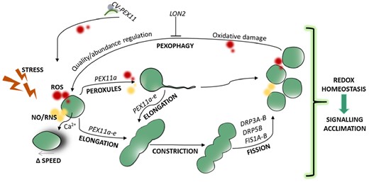 Hypothetical scheme showing changes in peroxisomal dynamics and their regulation, as well as their contribution to cell responses to abiotic stresses such as metal toxicity. Cd stress promotes the generation of ROS and NO, which activate peroxins (PEX11a and PEX11e), probably through ROS-/NO-dependent post-translational modifications (PTMs). PEX11a promotes the formation of peroxules, which may control ROS/NO accumulation and ROS-dependent gene expression. Peroxisomal elongation, constriction, and proliferation, which are regulated by ROS and NO, were later observed. Longer exposure periods increase the speed of peroxisome movement (Δ SPEED), which is also controlled by ROS. The number of peroxisomes, as well as oxidized, damaged peroxisomes, can be regulated by pexophagy or via a process independent of autophagy involving chloroplast vesicle interactions with PEX11 (CV-PEX11), both of which processes are regulated by ROS. All these changes in peroxisomal dynamics may be involved in redox homeostasis and redox-dependent signaling, leading to plant acclimation to the stress. Red color, ROS; yellow color, NO. DRPs, dynamin-related proteins; FIS1A-B, fission protein1A-B; LON2, lon protease homolog 2.