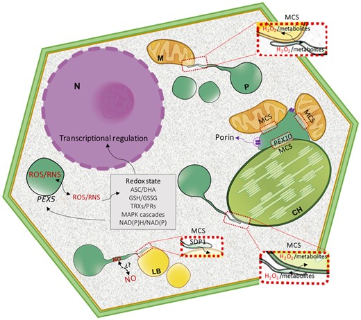 Redox-dependent interorganellar crosstalk. Peroxisomes (P) collaborate and communicate with other cellular organelles, mitochondria (M), and chloroplasts (CH) by exchanging molecules such as H2O2 and redox metabolites, as well as Ca2+ and proteins. These exchanges could take place through porins or MCSs. Peroxule formation contributes to ROS/RNS, metabolite, and protein exchanges such as the transfer of TAG lipase sugar-dependent 1 (SDP1) to lipid bodies (LB). ROS/RNS-dependent posttranslational modifications regulate peroxule formation, MCSs, interorganellar crosstalk, and signaling transduction. Peroxisomal ROS/RNS interferes with cytosolic redox state and signaling processes and vice versa; the cytosolic redox state regulates peroxisomal protein import by affecting the redox state of peroxin 5 (PEX5). The peroxisomal redox state can also regulate redox changes in the nucleus (N), chloroplasts, and mitochondria.