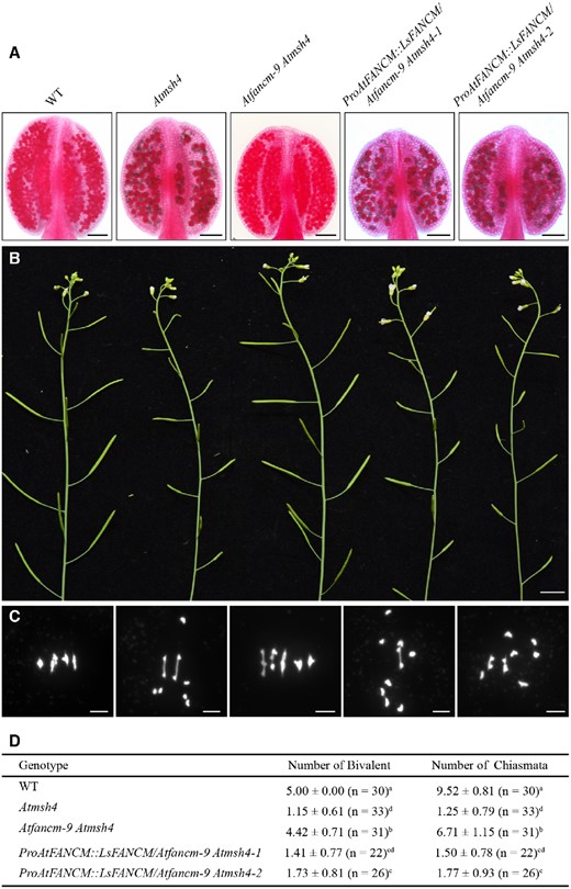 Assay of LsFANCM in the Atfancm-9 Atmsh4 double mutant. A–C, Phenotypic analysis of WT, Atmsh4, Atfancm-9 Atmsh4, ProAtFANCM::LsFANCM/Atfancm-9 Atmsh4-1, and ProAtFANCM::LsFANCM/Atfancm-9 Atmsh4-2. A, Anthers stained with Alexander Red. Images were digitally abstracted for comparison. B, Main apical shoots with mature siliques. C, Chromosome behaviors at metaphase I. D, Statistics of the number of bivalents and chiasmata in WT, Atmsh4, Atfancm-9 Atmsh4, ProAtFANCM::LsFANCM/Atfancm-9 Atmsh4-1, and ProAtFANCM::LsFANCM/Atfancm-9 Atmsh4-2. In the same column, the means followed by different letters (a, b, c, or d) are significantly different from each other (P <0.01, two-tailed Mann–Whitney test). Bars = 100 µm (A), 1 cm (B), 5 µm (C).
