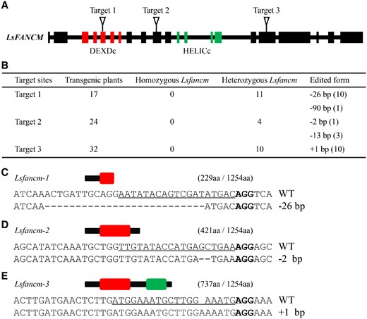 Sequence features of the Lsfancm mutants edited by CRISPR/Cas9. A, Schematic positions of the designed three target sites in LsFANCM. The red rectangles indicate DEXDc-coding region and the green rectangles indicate HELICc-coding region. B, Summary of the edited sites and efficiency in T0 transformants. C–E, The resulting alleles after editing with CRISPR/Cas9 and the schematics of the predicted truncated proteins. The red rectangle indicates DEXDc domain and the green rectangle indicates HELICc domain of LsFANCM protein. The numbers in parentheses represent the amino acid number of the truncated and WT LsFANCM. The PAM sequence is highlighted in bold and the target sequence is indicated by underlines.