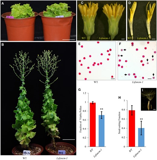 Phenotypic characterization of WT lettuce and Lsfancm-1mutant. A, Seedlings of WT and Lsfancm-1 before bolting. B, Mature plants of WT and Lsfancm-1 at flowering. C, Capitula of WT and Lsfancm-1. D, Florets of WT and Lsfancm-1. E and F, Alexander-red staining of pollen grains from WT and Lsfancm-1. The arrowheads indicate the aborted pollen grains, which are light-colored and smaller in size than the viable ones. G and H, Comparison of the fractions of viable pollen grains and seed set in WT and Lsfancm-1, respectively. Error bars indicate SD. n =21 for WT and Lsfancm-1 (G), n =45 for WT and Lsfancm-1 (H).**P ≤ 0.01. Two-tailed Mann–Whitney test. I, Example showing normal seed (left) versus aborted seed (right). Bars =10 cm (A and B), 1 mm (C and D), 50 µm (E and F), 1 mm (I).