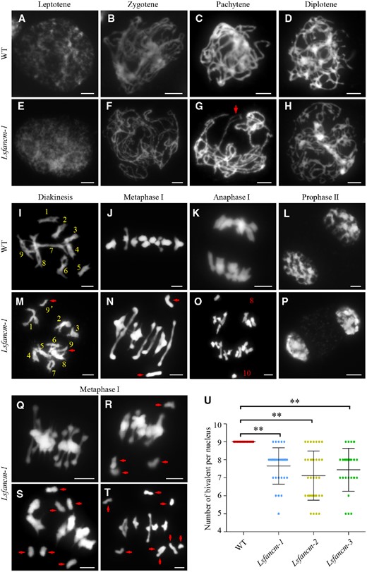 Meiotic chromosomes of WT and Lsfancm-1 mutant. A–D, WT meiotic chromosome behaviors at leptotene, zygotene, pachytene, and diplotene, respectively. E–H, Lsfancm-1 meiotic chromosome behavior at leptotene, zygotene, pachytene, and diplotene, respectively. Arrowhead in (G) indicates the bubble structure of pachytene chromosomes. I, J, WT nucleus forms nine bivalents at diakinesis and metaphase I. M, N, A pair of univalents (pointed by arrowheads) are observed in Lsfancm-1 at diakinesis and metaphase I. K, Nine pairs of homologs are separated equally toward two poles at anaphase I in WT. O, Unequal segregation of homologs with 8 and 10 chromosomes at different sides at anaphase I in Lsfancm-1. WT (L) and Lsfancm-1(P) chromosome behaviors at prophase II. Q–T, The meiocytes of Lsfancm-1 at metaphase I show none, two pairs, three pairs, and four pairs of univalents, respectively. Univalents are marked by arrowheads. Bars = 5 µm. U, Statistical analysis of the number of bivalents at metaphase I in WT and Lsfancm mutants. **P ≤ 0.01. Two-tailed Wilcoxon signed rank test.