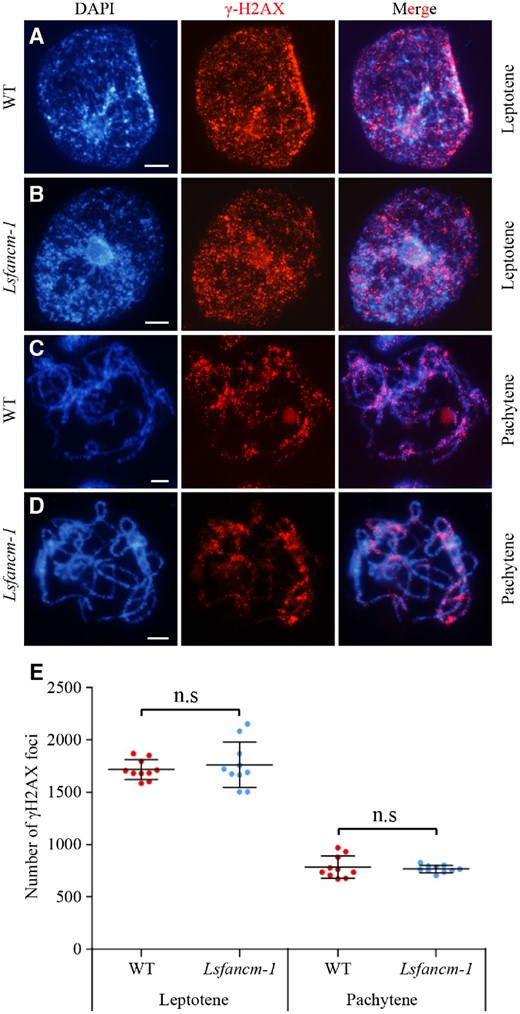 Immunostaining of γ-H2AX in WT and Lsfancm-1. The distribution of γ-H2AX foci are shown at leptotene (A and B) and pachytene (C and D). DAPI signals are shown in blue and γ-H2AX foci are shown in red. E, Statistics of the number of γ-H2AX foci at leptotene and pachytene in WT and Lsfancm-1. n.s, not significant, two-tailed Mann–Whitney test. Bars = 5 µm.