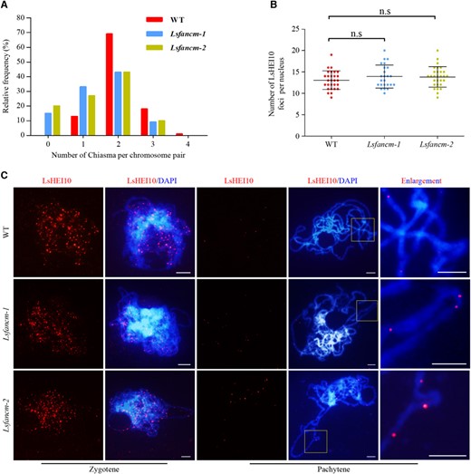 Estimation of CO distribution in WT lettuce and Lsfancm. A, Distribution of chiasmata per chromosome pair during metaphase I. The chiasmata distribution in WT deviates significantly from Lsfancm-1 and Lsfancm-2. WT vs Lsfancm-1, P = 4.74E-11; WT vs Lsfancm-2, P = 4.11E-11, Chi-square test. B, Statistical analysis of the number of LsHEI10 foci at pachytene in WT and Lsfancm-1 and Lsfancm-2. n.s, not significant, two-tailed Mann–Whitney test. C, Immunostaining of LsHEI10 in WT, Lsfancm-1, and Lsfancm-2 at zygotene and pachytene. DAPI signals are shown in blue and LsHEI10 foci are shown in red. Bars = 5 µm.