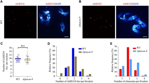 Estimation of type-I CO distribution in WT and Atfancm-9. A, B, Immunostaining of AtHEI10 in WT and Atfancm-9 at diakinesis. DAPI signals are shown in blue and AtHEI10 foci are shown in red. Bars = 5 µm. C, Statistical analysis of the number of AtHEI10 foci per nucleus at diakinesis in WT and Atfancm-9. n.s, not significant, two-tailed Mann–Whitney test. D, Distribution of bivalent by counting number of AtHEI10 foci at diakinesis. In Atfancm-9 mutant, the distribution of AtHEI10 foci deviates significantly from the WT. WT vs Atfancm-9, P = 2.66E−4, Chi-square test. E, Count of chiasmata frequency per bivalent. The distribution patterns are significantly different between WT and Atfancm-9. WT vs Atfancm-9, P = 2.16E−7, Chi-square test.