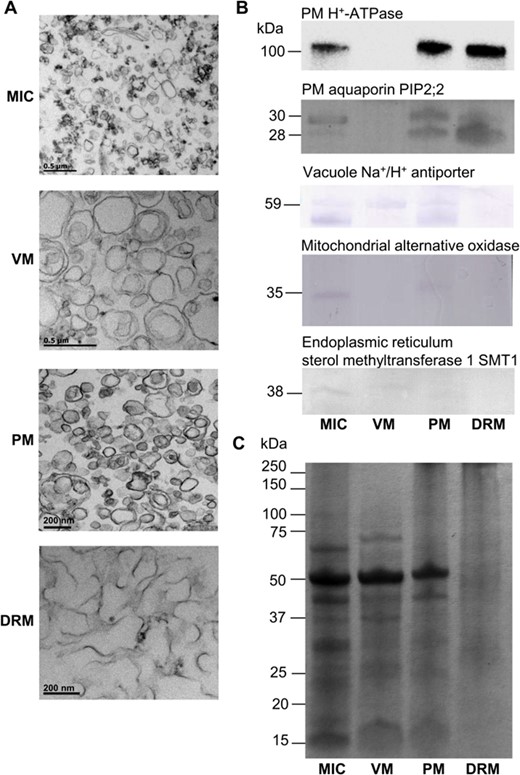 Purity assessment of MIC, VM, PM, and DRM fractions from Arabidopsis leaves. A, Transmission electron micrographs from MIC, VM, PM, and DRM preparations from Arabidopsis leaves. MIC, VM, PM, and DRM pellets were fixed and processed as indicated in the Materials and Methods. B, Immunodetection of the PM H+-ATPase and a PM aquaporin, the Na+/H+ antiporter from the VM, the AOX from the mitochondrial inner membrane, and the sterol methyltransferase 1 from ER. Membrane proteins were separated by SDS-PAGE and detected by immunoblot. C, Protein loading was determined by Coomassie blue staining of a replicate gel, wherein equal quantities of protein were loaded in the lanes. MIC, microsomal fraction.
