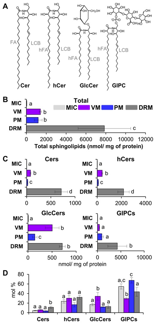 Sphingolipid content and sphingolipid class distribution from MIC, VM, PM, and DRM of Arabidopsis leaves. A, Representation of the structure of the main sphingolipid classes studied in this work. Cers, ceramides; hCers, hydroxyceramides; GlcCers, glucosylceramides; GIPCs, glycosylinositolphosphoceramides; FA, fatty acid; hFA, hydroxylated fatty acid; LCB, long-chain base. B, Total sphingolipid content from MIC, VM, PM, and DRM preparations. C, Content of every sphingolipid class in MIC, VM, PM, and DRM. Membrane types are indicated in colors (light gray for MIC, magenta for VM, dark blue for PM, and dark grey for DRM). D, Distribution of sphingolipid classes within every membrane type. Values are expressed as mean ± SE from 4 to 8 technical replicates depending on the membrane source from the independent biological preparations (see Figure 1). Different lowercase labels in bars indicate statistical differences (i.e., in panel B, VM and PM labeled as “b” were not statistically different among them, while both VM and PM are statistically different to MIC labeled as “a” and to DRM labeled as “c”). One-way ANOVA with Fisher’s post hoc test for multiple comparisons, P < 0.05 was performed.