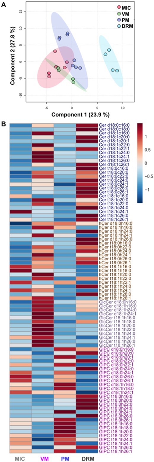 Multivariate analysis and heatmap plot of the sphingolipidome profiles from MIC, VM, PM, and DRM of Arabidopsis leaves. A, Partial least squares-discriminant analysis (PLS-DA) of sphingolipid profiles from the independent preparations of MIC, VM, PM, and DRM obtained from Arabidopsis leaves. B, Comparison of global sphingolipidomes from MIC, VM, PM, and DRM. Heat map visualization shows the standardized (z-scores) concentrations of individual sphingolipid species from mol %. Hierarchical clustering of the sphingolipid classes was used to group similar profiles using Euclidean distances and Ward clustering.The scale from 1 to −1 represents the number of standard deviations from the mean. Blue color indicates lower concentrations than average and red color indicates higher concentrations than average. In B, average values from the technical replicates were considered for each membrane preparation (7, 4, 8, and 4 for MIC, VM, PM, and DRM, respectively). These analyses required the processing of a total of 1,932 values from LCBs and FAs (mol %) that yielded 84 paired sphingolipid species (a LCB bound to a FA each) from the 23 technical replicates. The sphingolipid classes were Cers, ceramides; hCers, hydroxyceramides; GlcCers, glucosylceramides; GIPCs, glycosylinositolphosphoceramides.