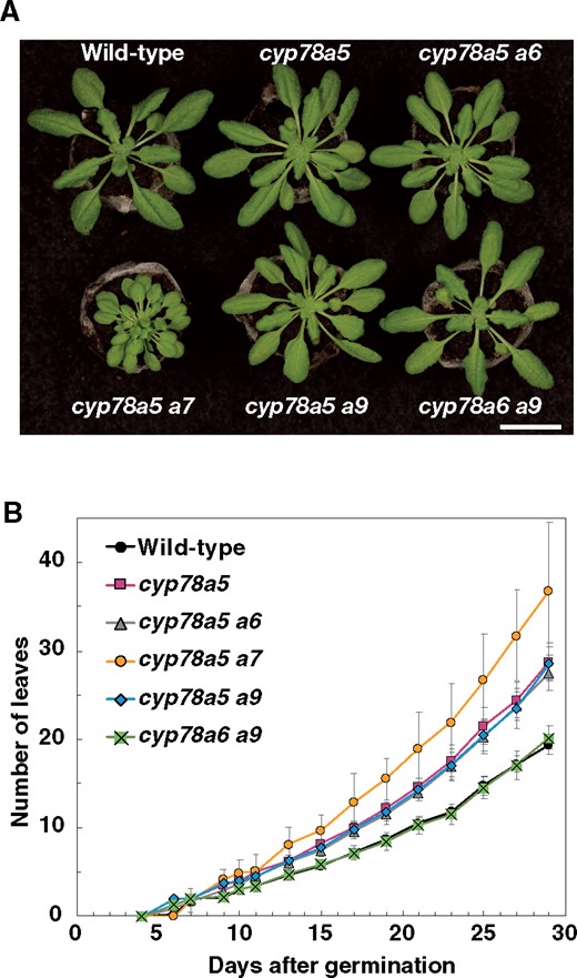 Plastochron length of the cyp78a double mutants. A, cyp78a mutants grown for 22 d under short-day conditions. B, Changes over time in the total number of visible true rosette leaves. Values are the means ± SD (n ≥ 9). Bar in (A) = 2 cm.