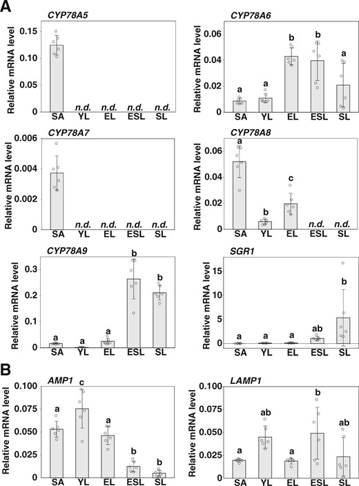 Expression of CYP78A isoform genes and AMP1/LAMP1. A, RT-qPCR analysis of CYP78A isoform gene expression. B, RT-qPCR analysis of the expression of AMP1 and LAMP1. SAs, YLs, fully expanded leaves (EL), leaves in the early stages of natural senescence (ESL), and leaves in the late stages of natural senescence (SL) from plants grown under long-day conditions were analyzed. ACT8 was used as a reference. Values are the means ± SD (n = 6, biological replicates). Statistical differences were analyzed by one-way ANOVA followed by a Tukey–Kramer multiple comparison tests (P < 0.05). n.d., not detected.