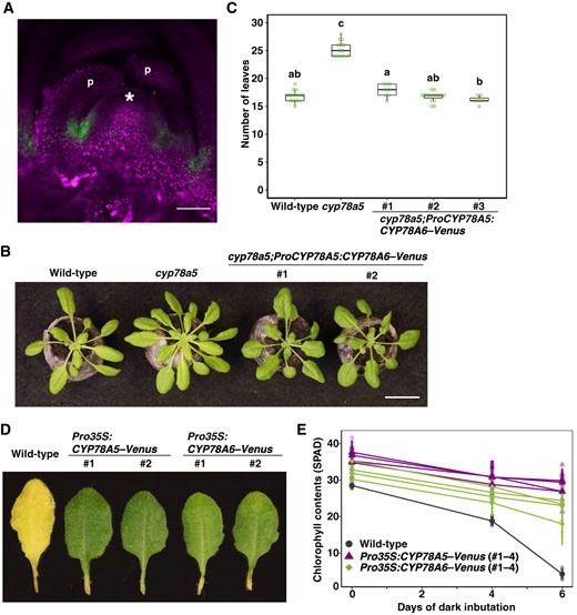 CYP78A5 and CYP78A6 are characterized by a common biochemical property. A, Confocal microscopic image of the shoot apex of a cyp78a5 plant harboring a CYP78A5 promoter-driven CYP78A6–Venus transgene. Fluorescence signals of Venus (green) were merged with the autofluorescence (magenta). Bar, 50 µm. * and ‘p’ indicate the SAM and leaf primordium, respectively. B, Phenotypes of cyp78a5 plants harboring a CYP78A5 promoter-driven CYP78A6–Venus transgene. Bar, 2 cm. C, The number of visible true rosette leaves of the transgenic plants described in (B). Plants were grown for 26 d under short-day conditions. Statistical differences were analyzed by one-way ANOVA followed by a Tukey–Kramer multiple comparison tests (P < 0.01). n = 7–15. D, Dark-incubated detached leaves carrying a CaMV35SRNA promoter-driven CYP78A5–Venus or CYP78A6–Venus transgene. Leaves were incubated for 6 d in the dark. E, Change over time in the chlorophyll content of transgenic plants. Four independent transgenic lines were used in each construct. Values are the means ± SD (n = 8).