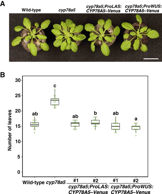 CYP78A5 regulates the plastochron non-cell-autonomously in the shoot apex. A, Phenotypes of cyp78a5 plants harboring LAS promoter- or WUS promoter-driven CYP78A5–Venus transgenes. Bar, 2 cm. B, The number of visible true rosette leaves of the transgenic plants described in (A). Plants were grown under short-day conditions for 23 d. Statistical differences were analyzed by one-way ANOVA followed by a Tukey–Kramer multiple comparison tests (P < 0.001). n = 16.