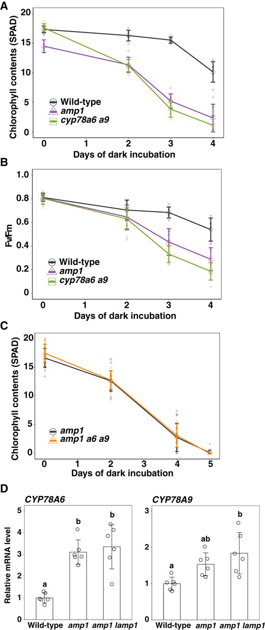 Genetic interaction between CYP78A isoform genes and AMP1/LAMP1 during leaf senescence. A, Change in the chlorophyll content over time in amp1 plants during dark incubation. Values are the mean ± SD (n = 7). B, Change in Fv/Fm values over time in amp1 plants during dark incubation. Values are the means ± SD (n = 7). C, Change in the chlorophyll content over time in amp1 cyp78a6 cyp78a9 plants during dark incubation. Values are the means ± SD (n = 18). D, Expression of CYP78A6 and A9 in mature leaves of amp1 and amp1 lamp1 plants. Plants were grown for 21 d under short-day conditions. Transcript levels were relative to those in wild-type leaves. ACT8 was used as a reference. Values are the mean ± SD (n = 6, biological replicates). Statistical differences were analyzed by one-way ANOVA followed a Tukey–Kramer multiple comparison test (P < 0.05).