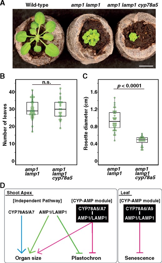 Genetic interaction between CYP78A5 and AMP1/LAMP1 in plastochron and leaf size regulation. A, Phenotypes of amp1 lamp1 and amp1 lamp1 cyp78a5 mutants grown for 16 d under short-day conditions. Bar, 2 cm. B, Number of visible true rosette leaves of amp1 lamp1 and amp1 lamp1 cyp78a5 mutants. C, Rosette diameter of amp1 lamp1 and amp1 lamp1 cyp78a5 mutants. Statistical differences were analyzed using Welch’s t test. n = 32 and 20 for amp1 lamp1 and amp1 lamp1 cyp78a5, respectively. D, Model of functions of CYP78A isoforms and AMP1/LAMP1. CYP78A5/CYP78A7 and AMP1/LAMP1 regulate plastochron and organ size in a non-cell-autonomous manner in the shoot apex. They function as a “CYP-AMP module” as well as in independent pathways. CYP78A6/CYP78A9 and AMP/LAMP regulate leaf senescence.