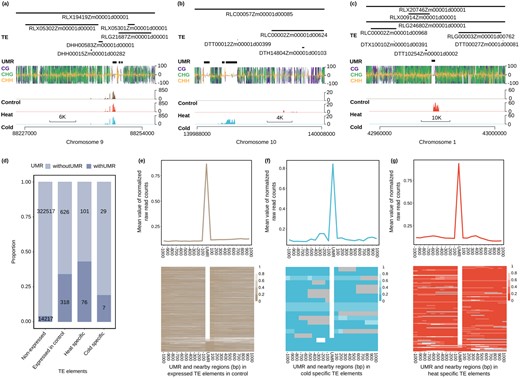 Localized expression within TEs often occurs near UMRs in B73. A–C, Examples of localized expression of a region within a TE are shown for three genomic regions. In (A) is an example of expression that occurs within/near a UMR in control and stress conditions. The examples in (B) and (C) show examples of cold-specific and heat-specific expression of TEs. In each plot, the RNAseq values are the average of all three biological replicates, and the DNA methylation data are based on WGBS of the control sample and are visualized using the R package trackViewer (Ou and Zhu, 2019). D, The proportion of TEs with and without UMRs in nonexpressed, expressed in control, heat-specific, and cold-specific categories (see “Materials and Methods” for heat- and cold-specific TEs). Number in each class was indicated in the bar plot. E and F, The relative level of expression throughout TEs was examined relative to the UMRs for expressed in control (E), cold-specific (F), or heat-specific (G) elements that contain a UMR. The expression value for each UMR and its 20 surrounding extended 100 bins were normalized from 0 to 1. The mean value of each region was drawn on the upper panel and normalized values for every UMR and its extended bins were drawn as the heatmap below. Any extended bins overlapped with another UMR will be labeled as gray in the heatmap.