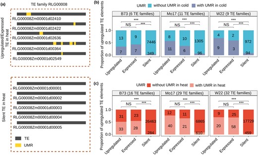 Methylation contributes to expression potential among members of TE families. A, An example of a TE family with variable expression responses and UMRs in some elements. There are 3,028 elements in family RLG0008 and 11 of these are expressed. Five of these 11 expressed elements contain UMR, and the locations of these UMRs are shown in yellow shading. The other 3,017 member of this family are silent and the vast majority (99.2%) do not have UMR. We show the five of these elements to indicate that they largely lack UMRs if they are not expressed. B, We focused on a set of families (number of families indicated by genotype label) that exhibit upregulation in cold stress that also have at least two-thirds of the expression derived from unique-mapping reads. The elements in these families were split into three groups; Expressed (>1 CPM but not significantly upregulated), Upregulated (log2foldchange >1 and adjust P ≤0.05 for per-element expression), and Silent. For each of these three groups, we assessed the number of elements within and without UMRs in cold stress. Fisher’s exact test was performed to compare the frequency of UMRs in TEs that are expressed, upregulated, or silent (***P <0.001; NS: not significant). In (C) the same analysis was performed for the set of TE families with more than two-thirds unique mapping reads that are upregulated in heat stress.