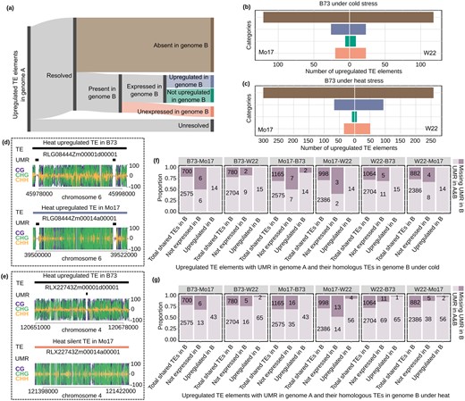 Assessing the factors that contribute to variable responses between genotypes. A, A schematic diagram showing how upregulated TEs in genome A are classified into different categories in a comparison with genome B. The presence/absence (or unresolved) nature of TEs in one genome relative to another was determined based on Anderson et al. 2019 and TEs that are classified as absent in genome B are shown in brown. For the subset of TEs present in both genomes, the expression in genome B is classified as silent (orange), significantly upregulated (blue), expressed but not significantly upregulated (green). B, The number of TEs in categories defined in (A) under cold condition when B73 served as genome A and compared to W22 or Mo17 as genome B using the same color scheme as described for (A). In (C) a similar plot is shown for comparisons of B73 heat upregulated elements with Mo17 or W22 using the same color scheme as described for (A). D, An example of a shared TE (homologous insertion present in both genomes) with a similar response in heat stress is shown. This shared insertion is found in both B73 and Mo17 and contains UMRs in both genotypes. E, An example of a shared TE with response in B73 but no expression in Mo17 is shown. There is an UMR for this TE in B73 but not in Mo17. F and G, The upregulated TEs in genome A with UMR were used to assess whether loss of UMRs might contribute to loss of stress-responsive expression. Total shared TEs indicate all shared TEs between the two genomes regardless of whether they are upregulated in response to heat or cold. For each contrast of two genomes, we investigated the proportion of elements with or without UMRs in genotype B for shared elements that are upregulated in both genomes compared to elements that are upregulated in one genome but not expressed in the other.